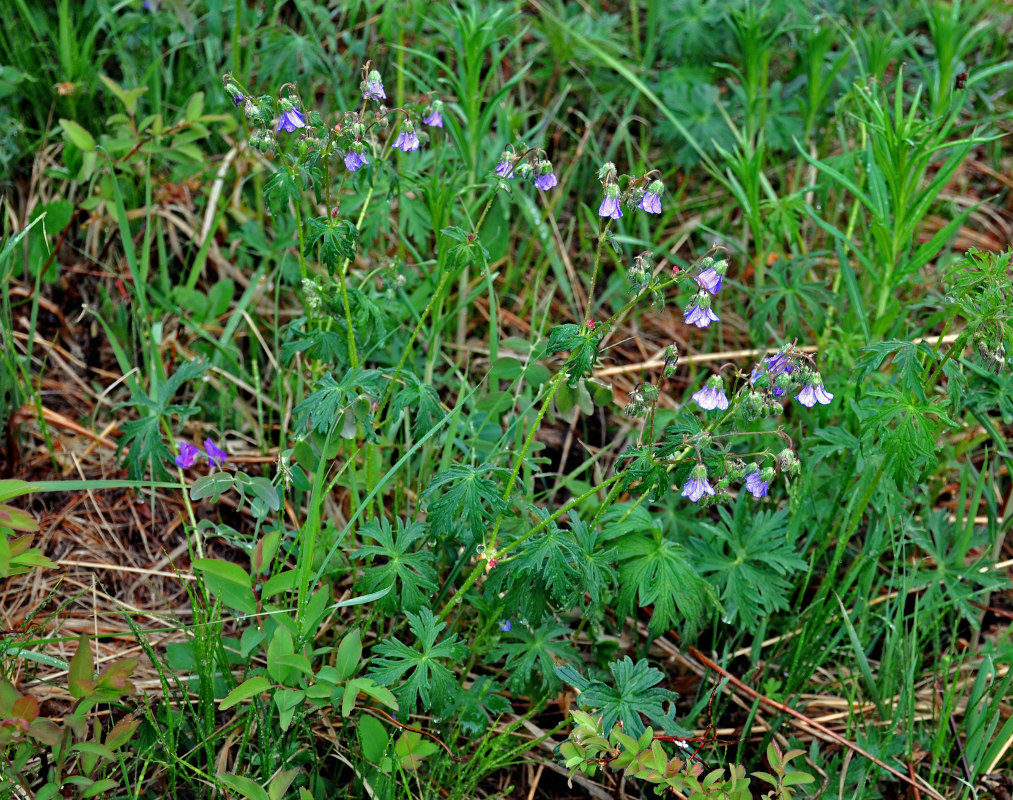 Image of Geranium pseudosibiricum specimen.