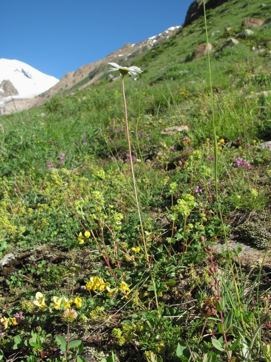 Изображение особи Tripleurospermum caucasicum.