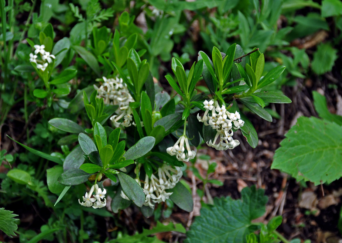 Image of Daphne glomerata specimen.