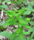 Euphorbia stricta. Верхушка цветущего растения. Краснодарский край, Абинский р-н, окр. пос. Новый, широколиственный лес. 16.04.2018.