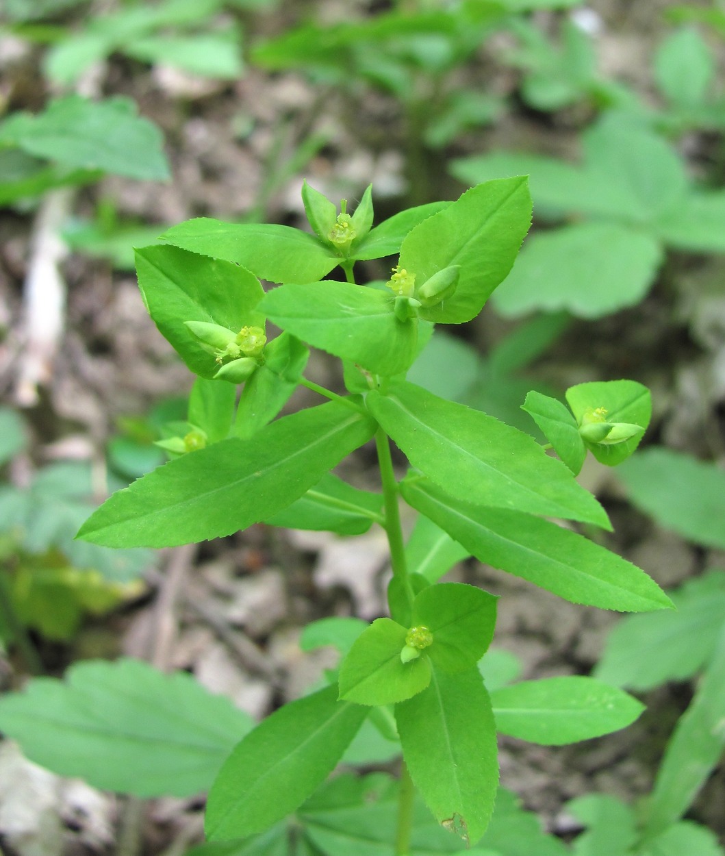 Image of Euphorbia stricta specimen.