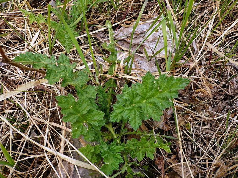 Image of Echinops sphaerocephalus specimen.