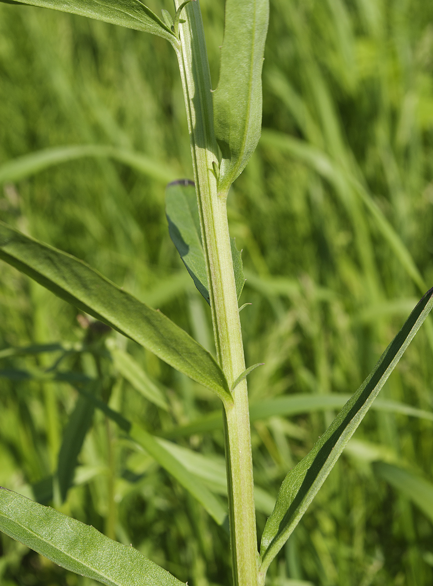 Image of Erysimum cheiranthoides specimen.