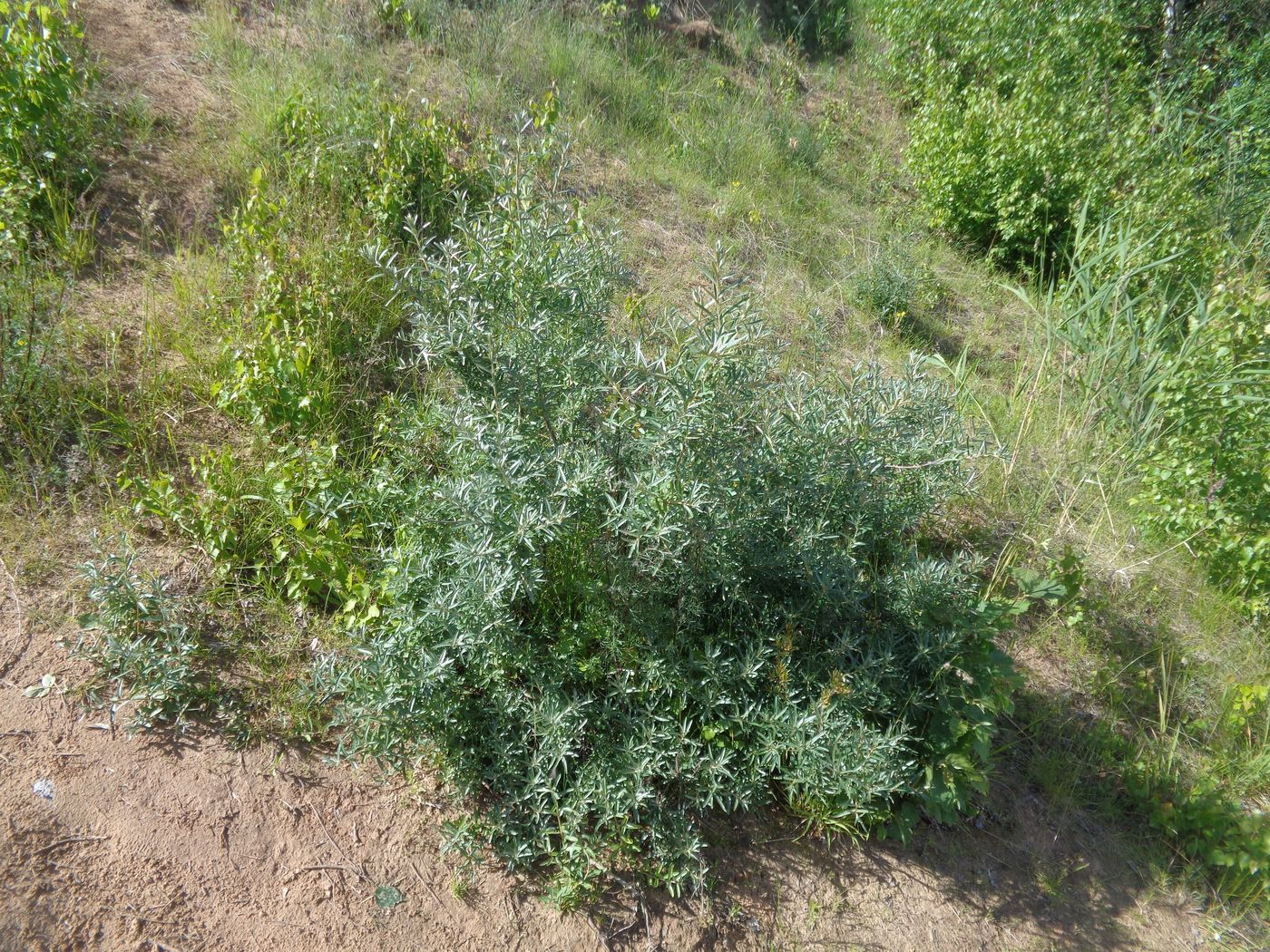 Image of Hippophae rhamnoides specimen.