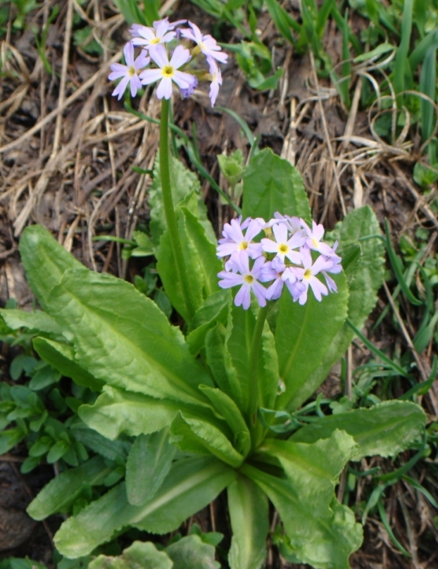 Image of Primula algida specimen.