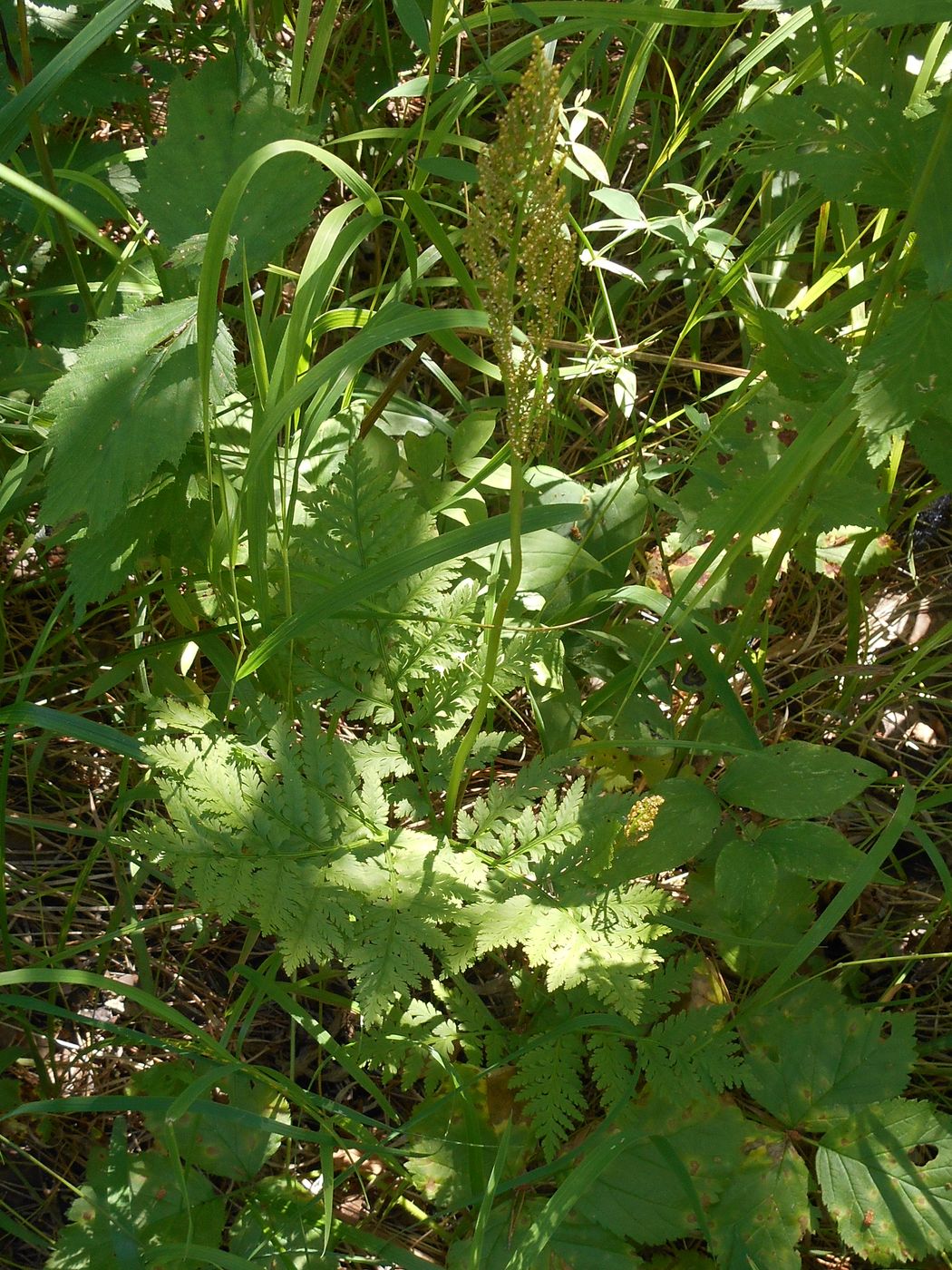 Image of Botrychium virginianum specimen.