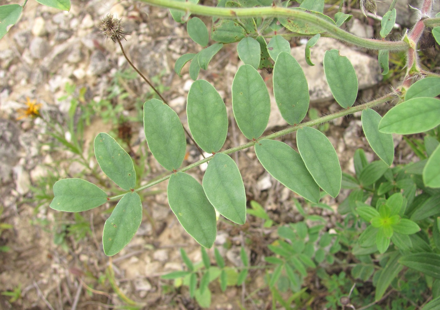 Image of Onobrychis vassilczenkoi specimen.