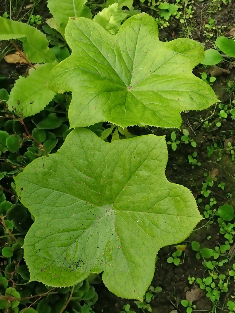 Image of Dysosma pleiantha specimen.