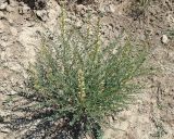 Pseudosophora alopecuroides. Зацветающее растение. Узбекистан, северная часть г. Самарканд, холмы Афрасиаба. 03.05.2018.