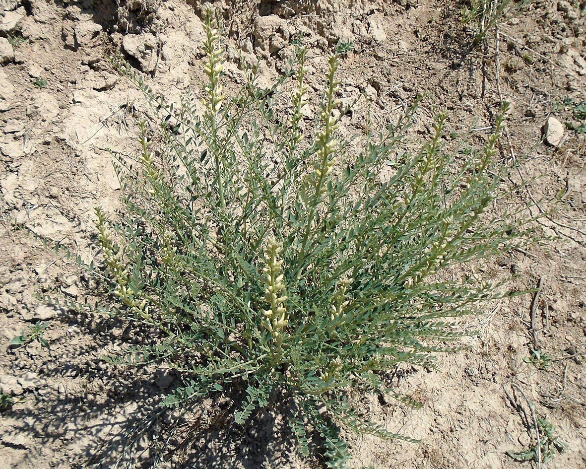 Изображение особи Pseudosophora alopecuroides.