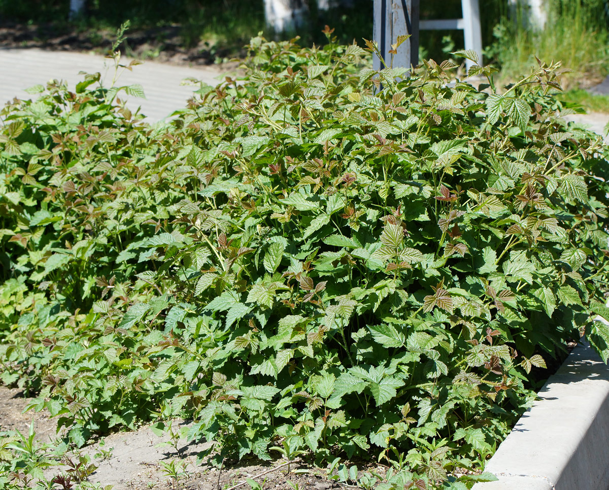 Image of Rubus caesius specimen.