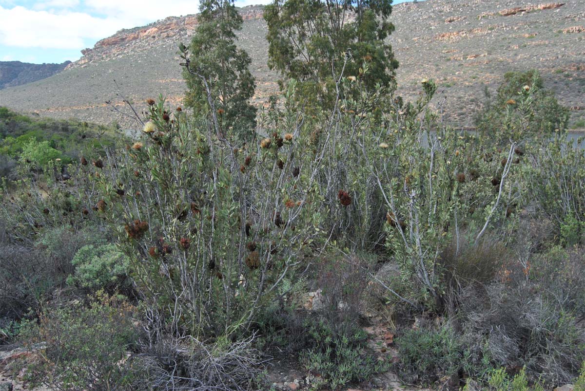 Изображение особи Protea lanceolata.