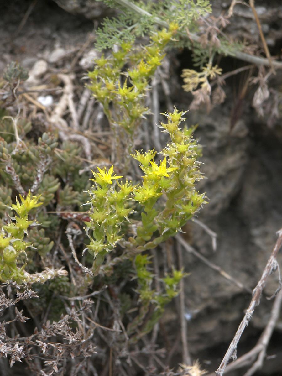 Изображение особи Sedum urvillei.