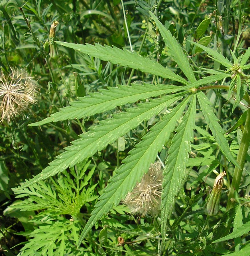 Image of Cannabis sativa var. spontanea specimen.