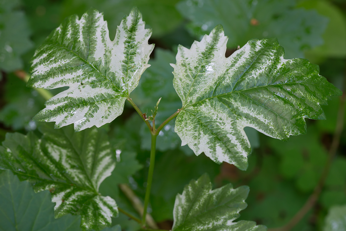 Image of Viburnum opulus specimen.