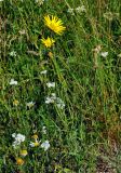 genus Tragopogon. Цветущее растение. Сербия, национальный парк Тара, плоскогорье Равна Тара, луг. 08.07.2019.