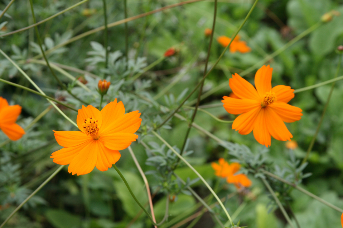 Image of Cosmos sulphureus specimen.