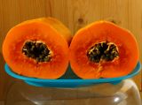 Carica papaya