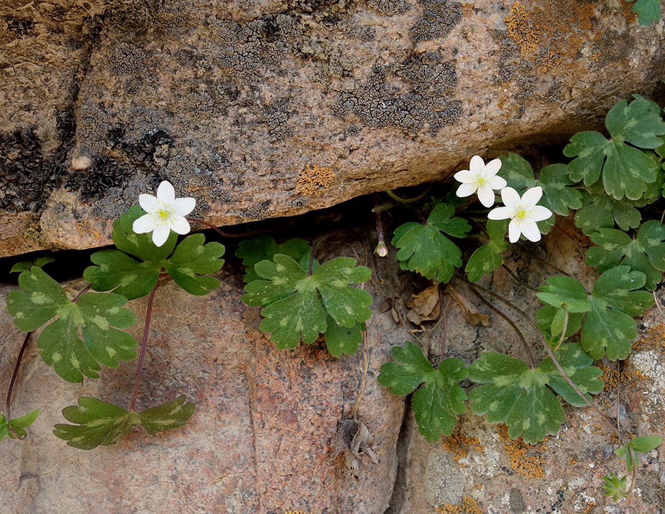 Изображение особи Hepatica falconeri.