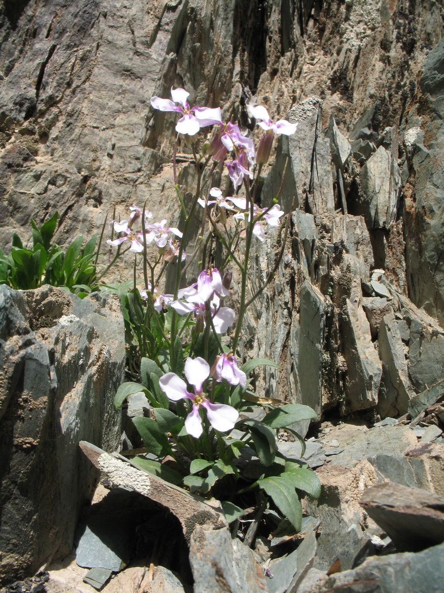 Image of Parrya australis specimen.