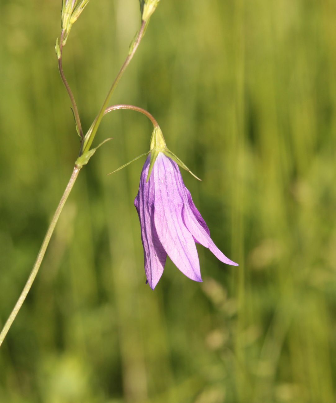 Image of Campanula patula specimen.