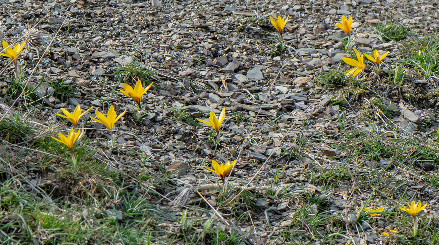 Image of Crocus korolkowii specimen.