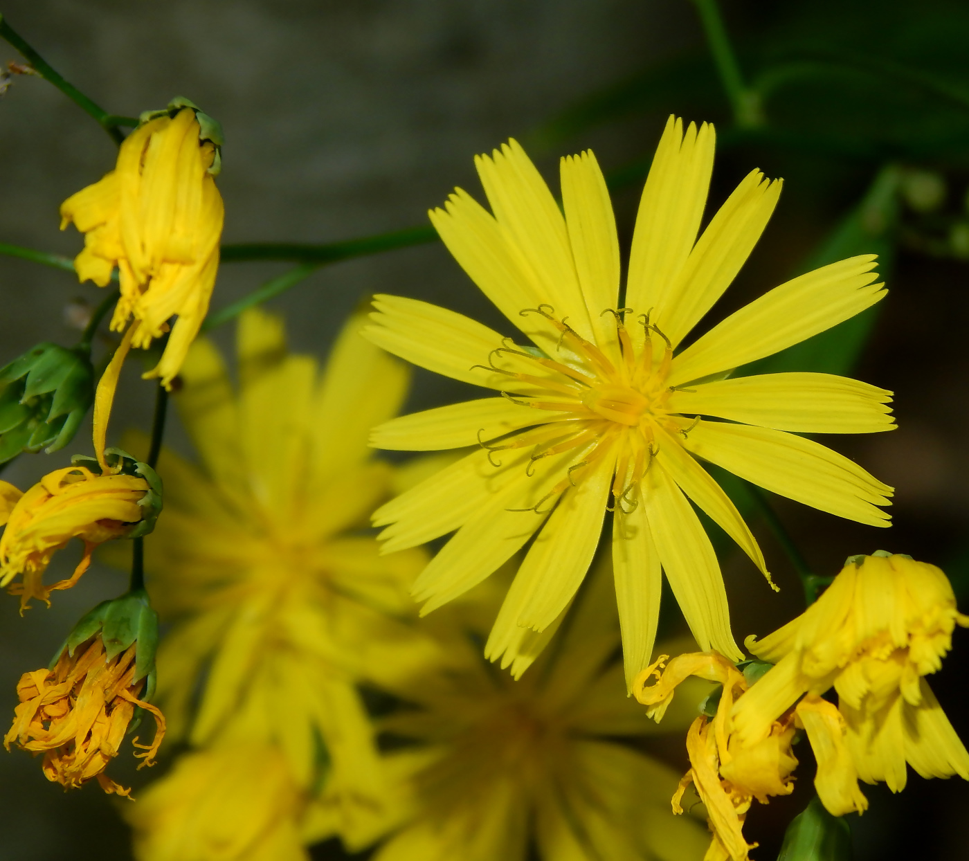 Image of Lapsana communis specimen.