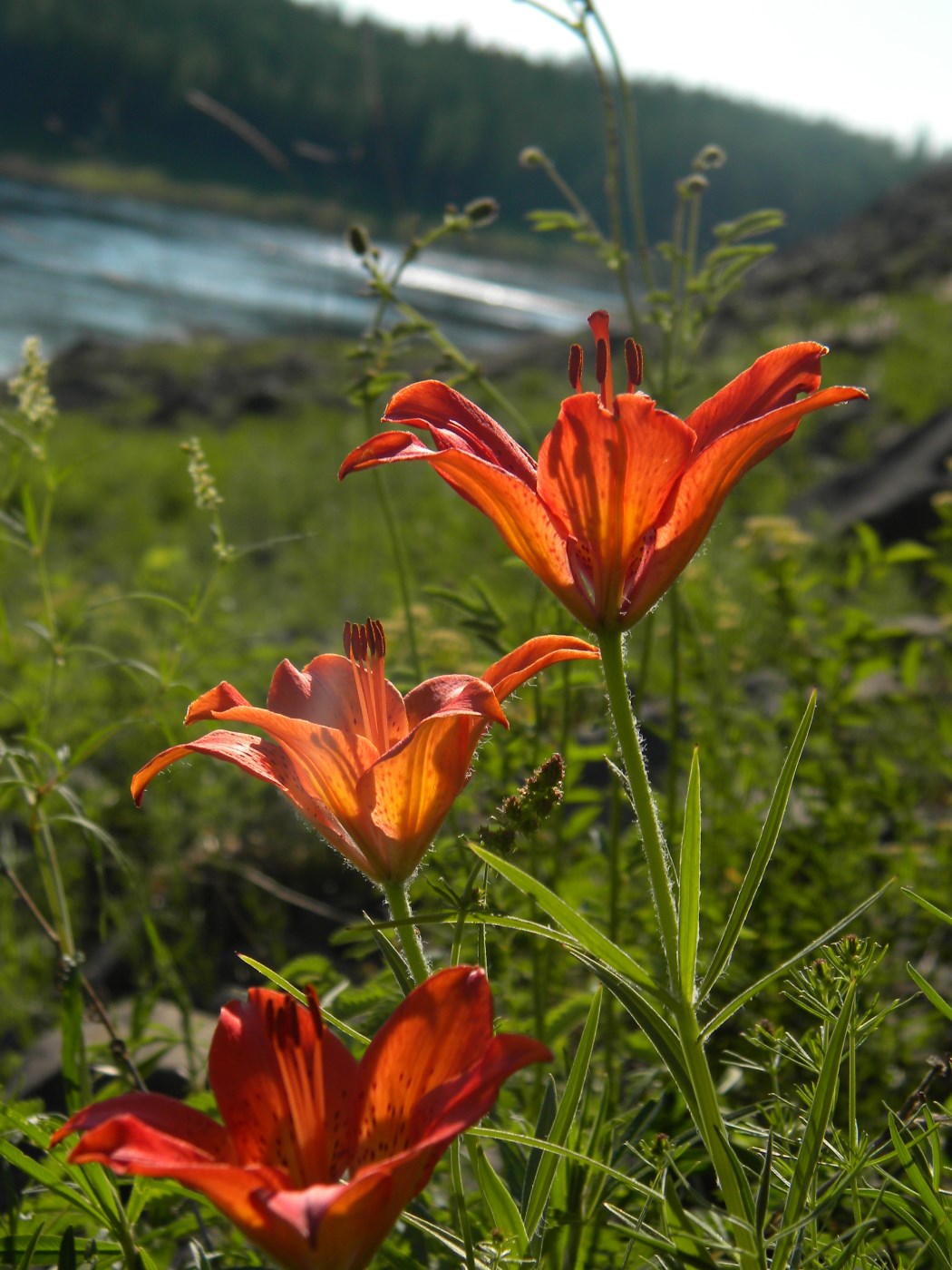 Image of Lilium pensylvanicum specimen.