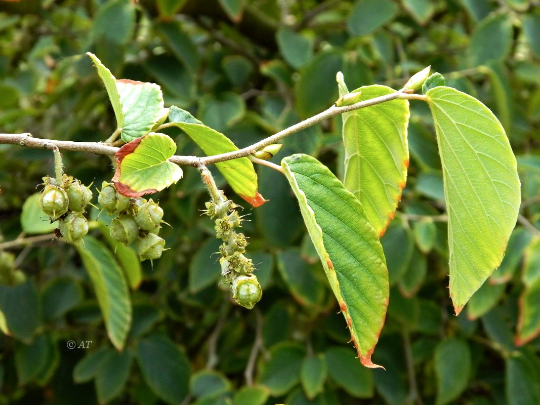 Изображение особи Corylopsis sinensis.