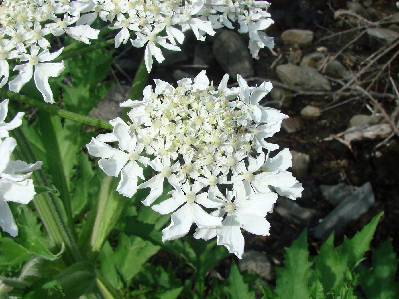 Изображение особи Heracleum lehmannianum.