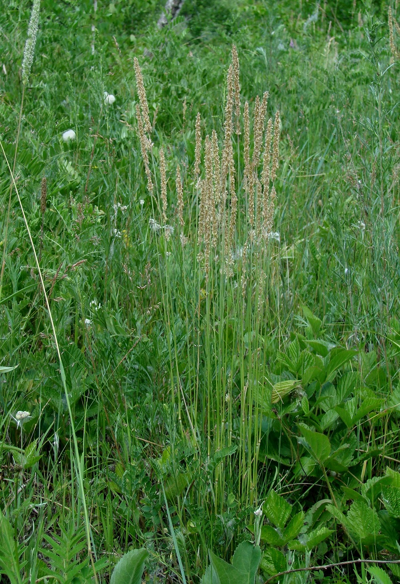 Image of genus Koeleria specimen.