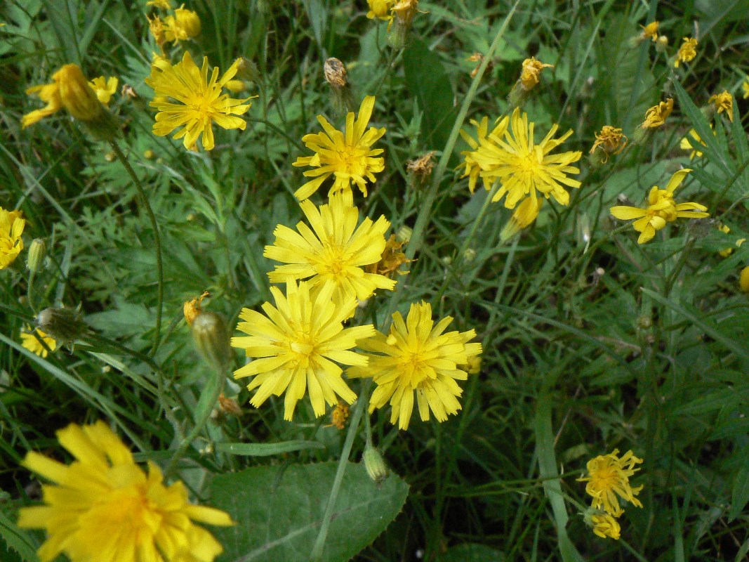 Image of Crepis tectorum specimen.