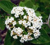 Viburnum lantana