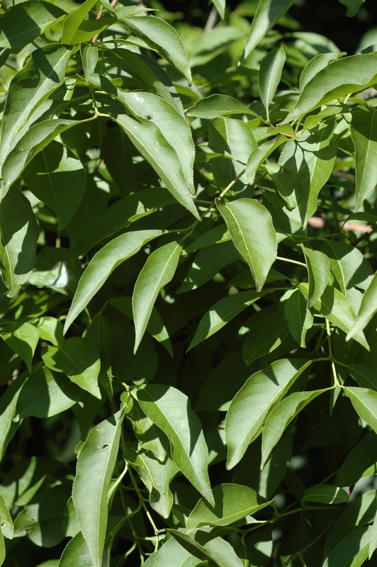 Image of Euonymus maackii specimen.