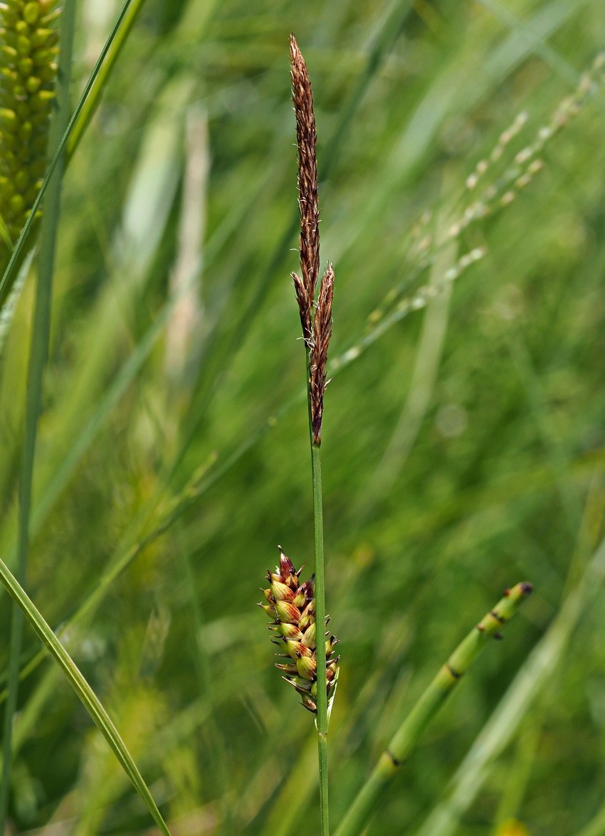 Image of Carex melanostachya specimen.