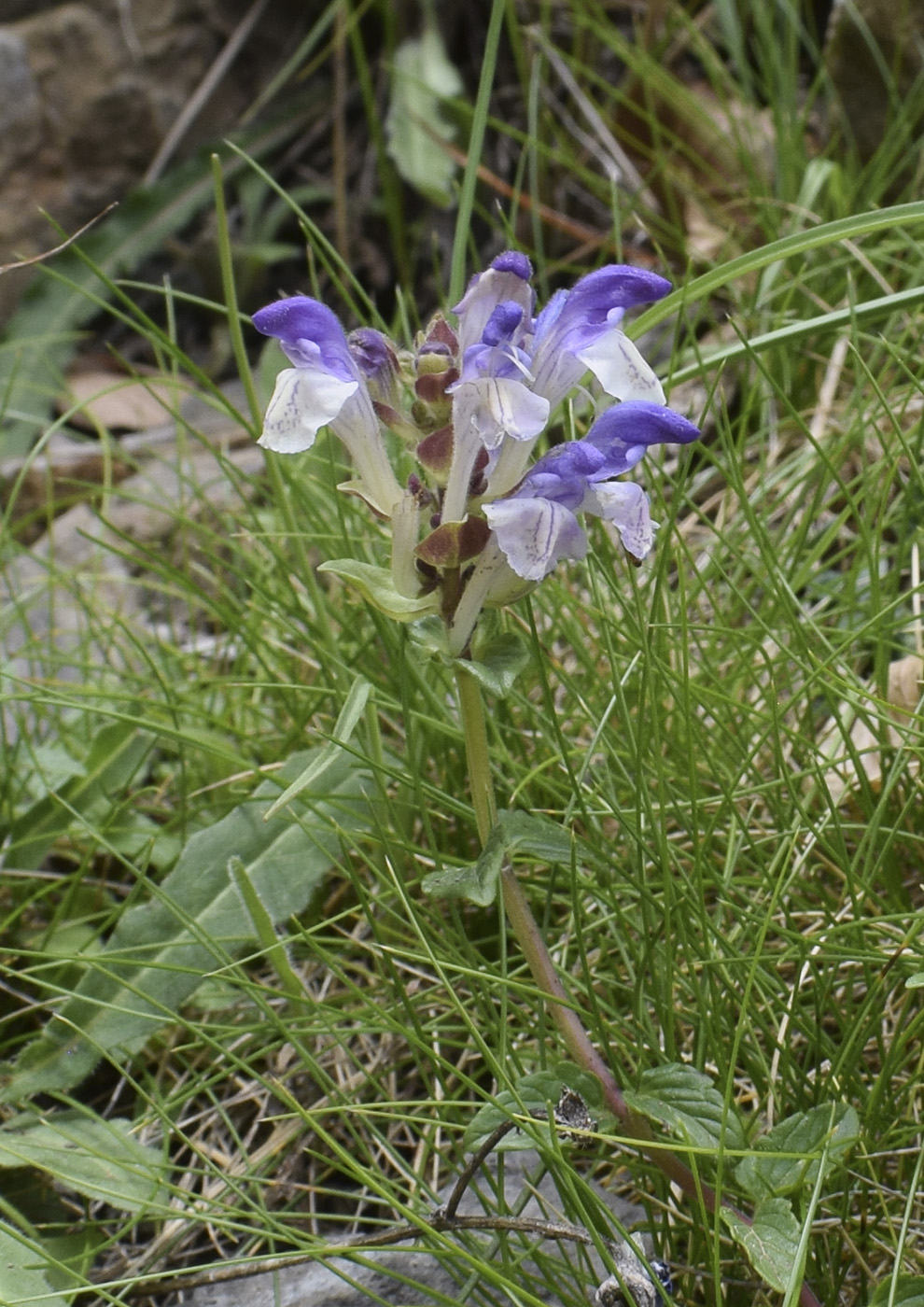 Изображение особи Scutellaria alpina.