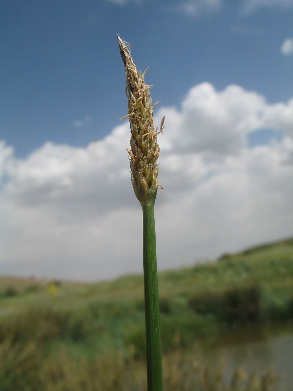 Изображение особи Eleocharis argyrolepis.