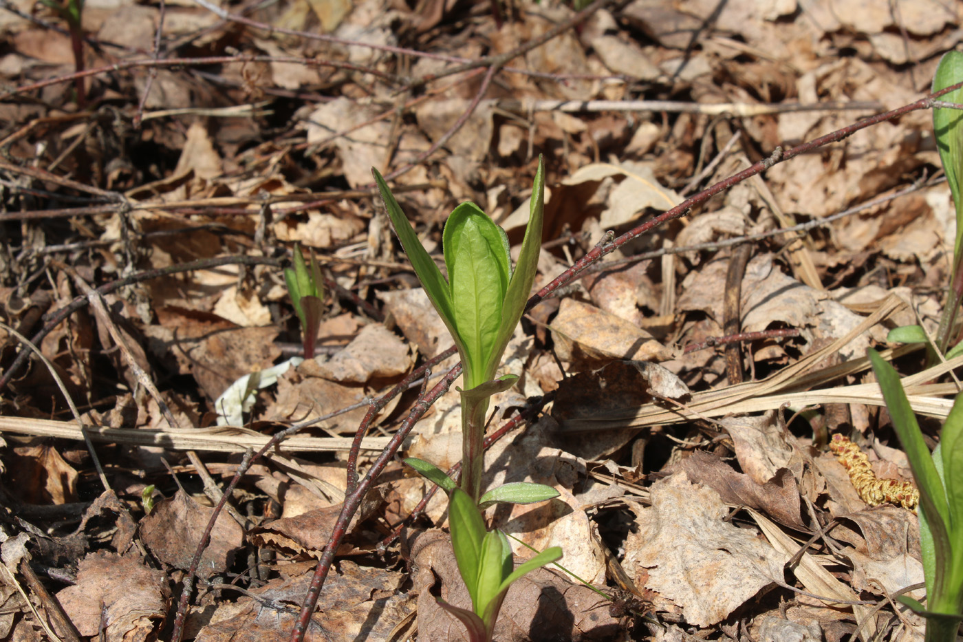 Image of Saponaria officinalis specimen.