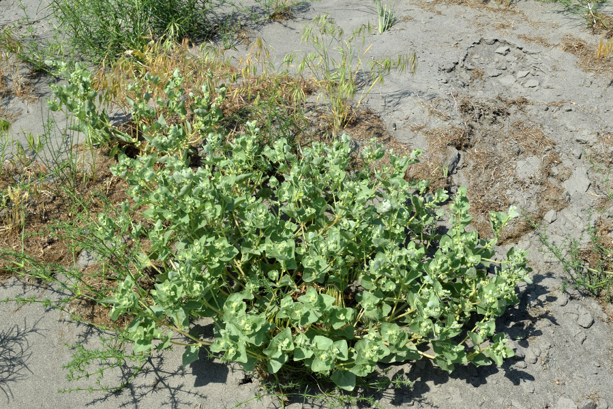 Image of Atriplex centralasiatica specimen.