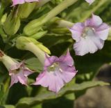 Nicotiana tabacum