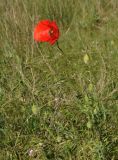 Papaver rhoeas разновидность strigosum. Цветущее растение. Крым, Ленинский р-н, с. Новоотрадное, степь. 10.05.2021.