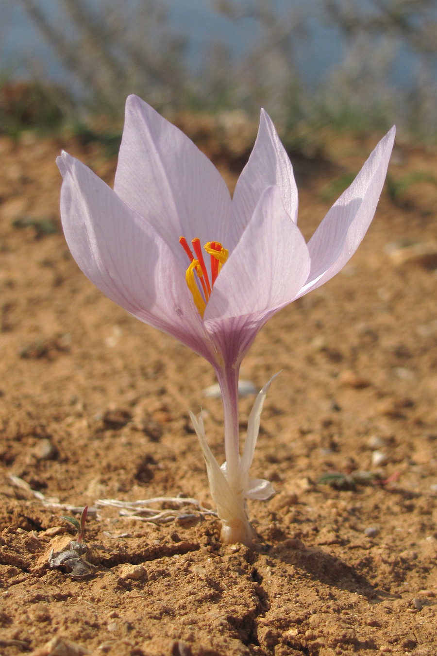 Изображение особи Crocus pallasii.