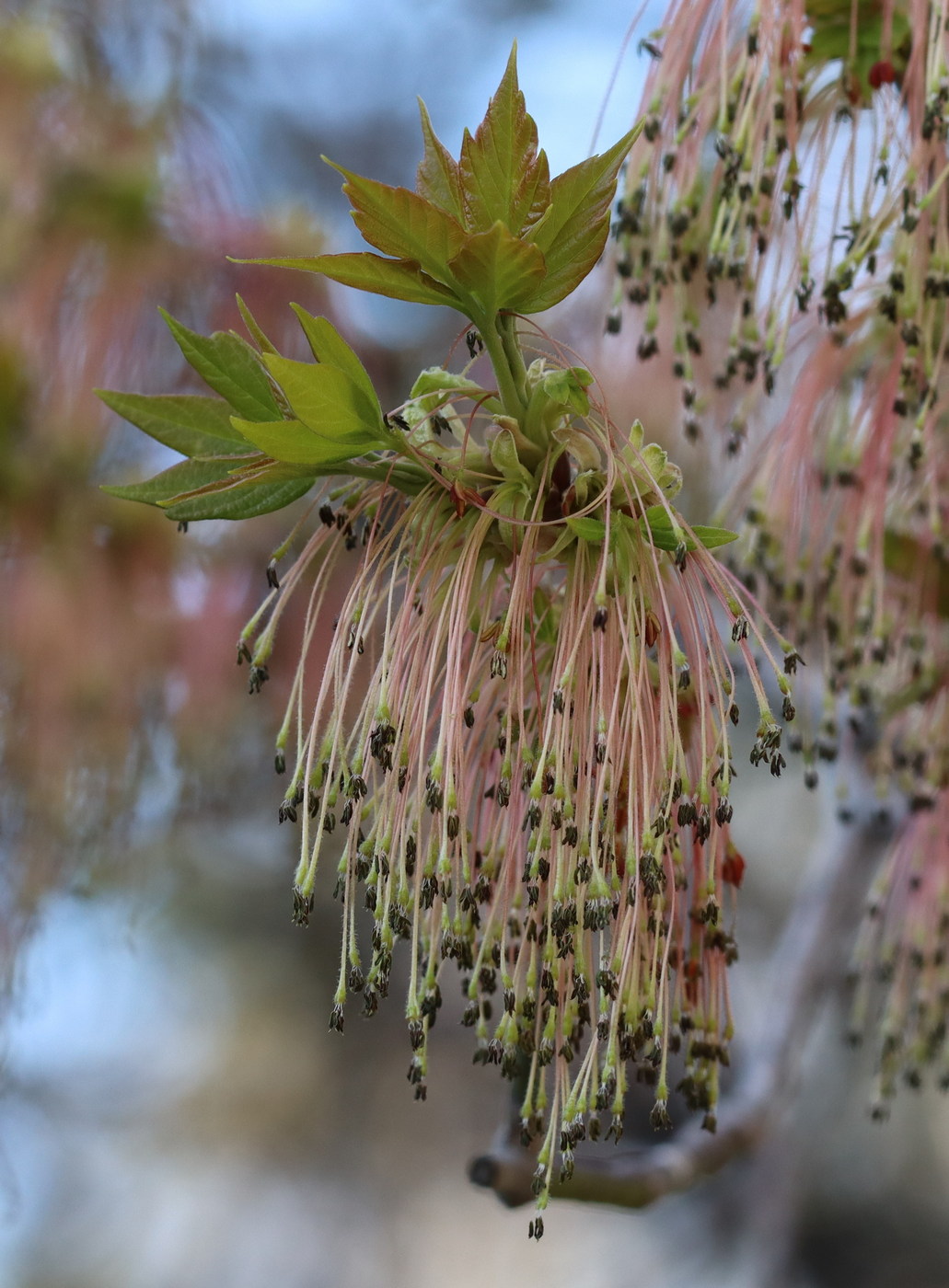 Image of Acer negundo specimen.