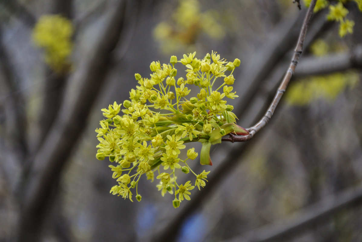 Image of Acer platanoides specimen.