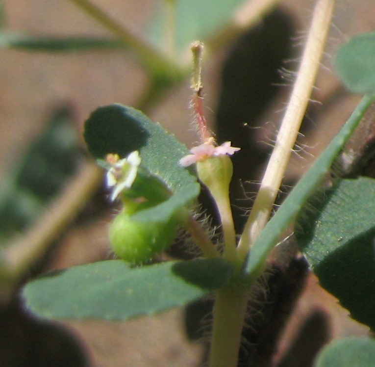 Изображение особи Euphorbia canescens.