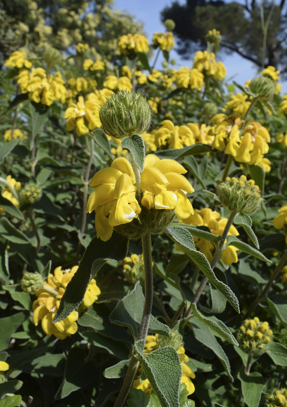 Image of Phlomis floccosa specimen.