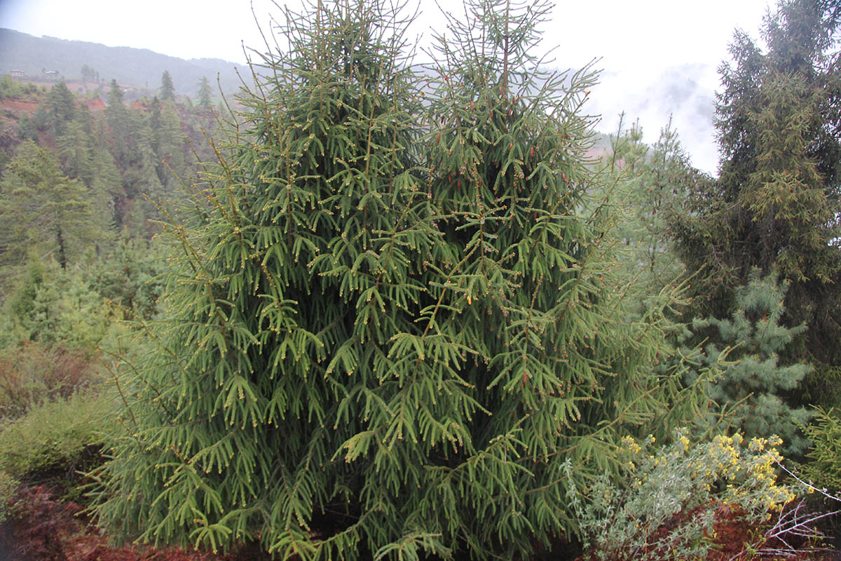 Image of genus Picea specimen.