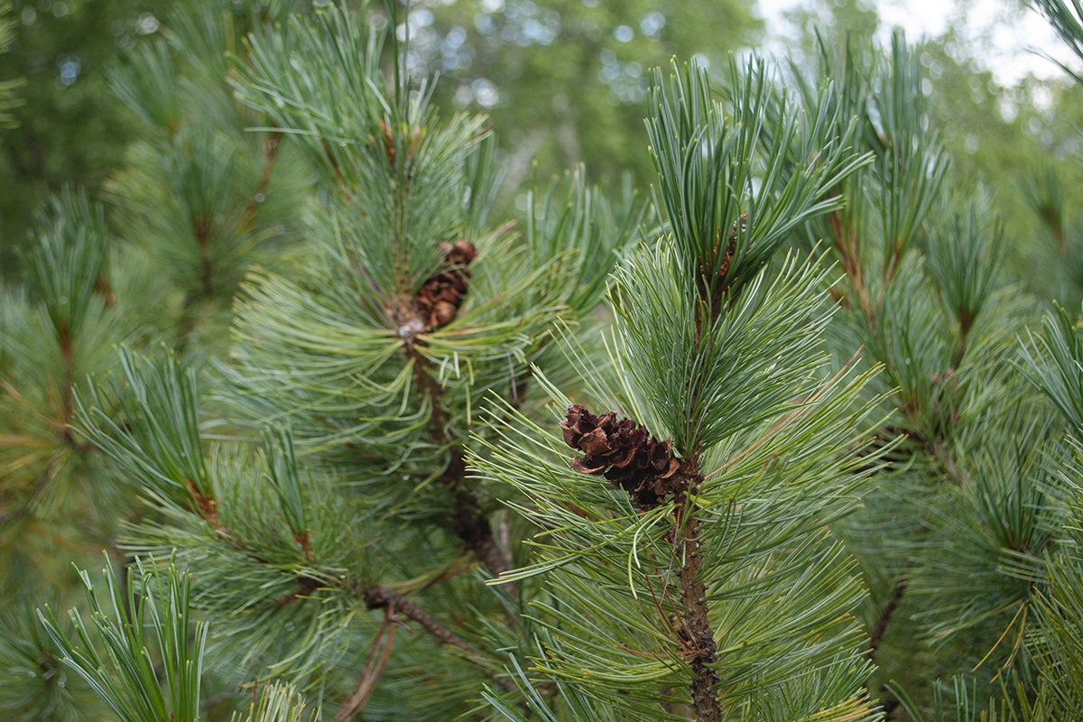 Image of Pinus pumila specimen.