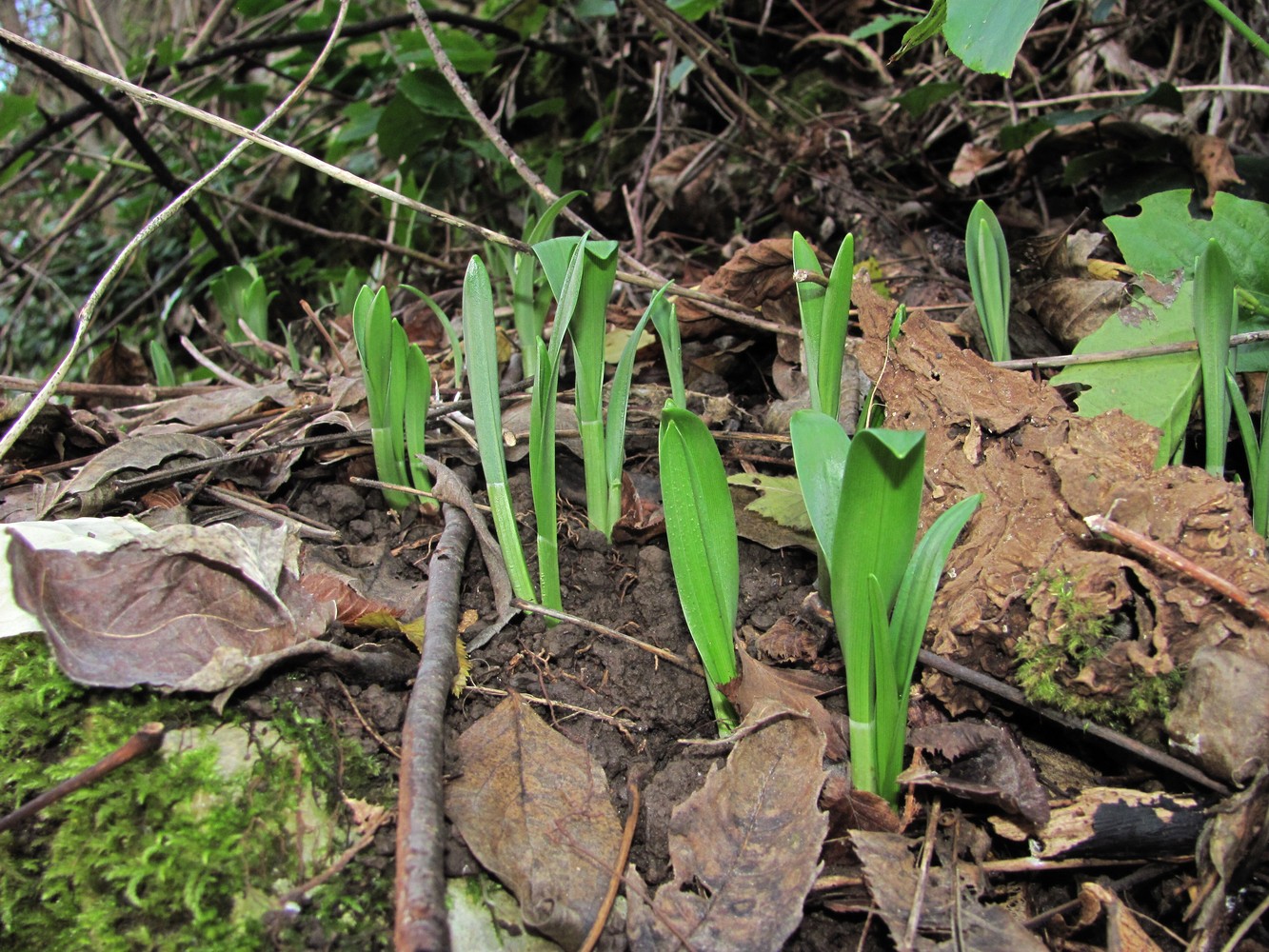 Изображение особи Galanthus woronowii.