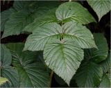 Rubus idaeus